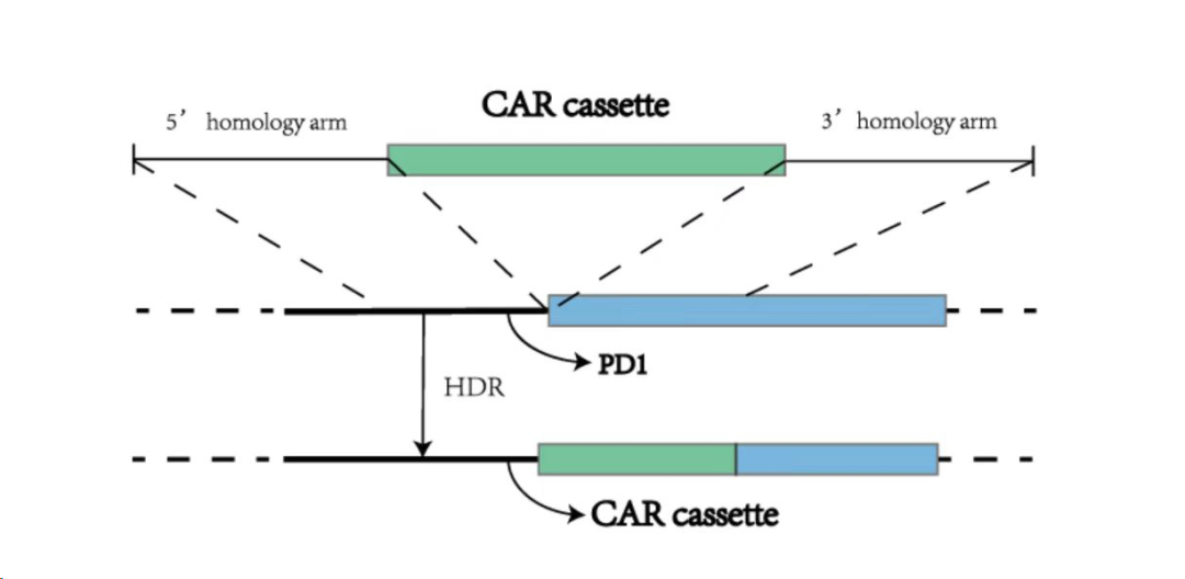 CAR-T产品.png
