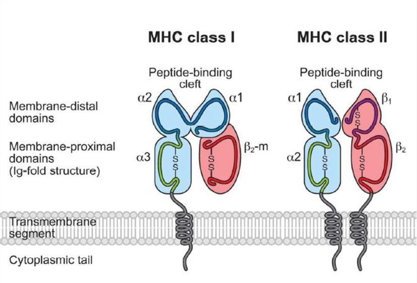 MHC2.jpg